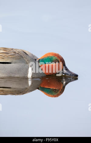 Greenwinged teal (Anas crecca), maschio, Lago di Burnaby, British Columbia Foto Stock