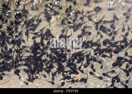 Il rospo occidentale (Bufo boreas), Girini, regione ThompsonNicola, British Columbia. Foto Stock