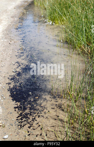 Il rospo occidentale (Bufo boreas), Girini, regione ThompsonNicola, British Columbia. Foto Stock