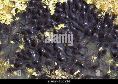 Il rospo occidentale (Bufo boreas), Girini, regione ThompsonNicola, British Columbia. Foto Stock