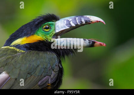 Spotbilled Toucanet (Selenidera maculirostris) alimentazione su frutti di palma nella foresta pluviale atlantica del sud-est del Brasile. Foto Stock