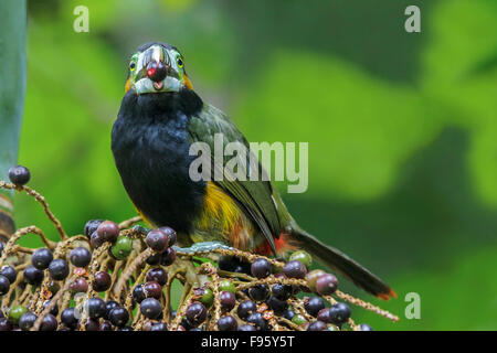 Spotbilled Toucanet (Selenidera maculirostris) alimentazione su frutti di palma nella foresta pluviale atlantica del sud-est del Brasile. Foto Stock