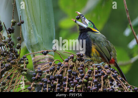 Spotbilled Toucanet (Selenidera maculirostris) alimentazione su frutti di palma nella foresta pluviale atlantica del sud-est del Brasile. Foto Stock