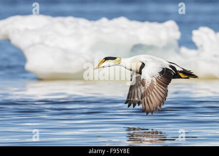 Eider comune (Somateria mollissima) volare al di sopra della Baia di Hudson in Churchill, Manitoba Canada. Foto Stock