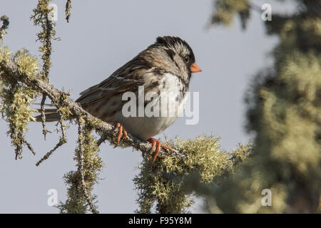 Harris's Sparrow (Zonotrichia querula) appollaiato su un ramo in Churchill, Manitoba, Canada. Foto Stock