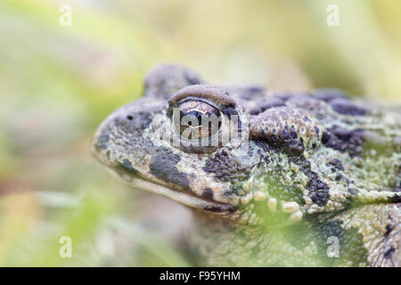 Il rospo occidentale (Bufo boreas), regione ThompsonNicola, British Columbia. Foto Stock