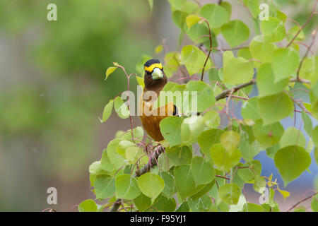 Sera grosbeak (Coccothraustes vespertinus), maschio in tremore aspen (Populus tremuloides), LAC Le Jeune, British Columbia. Foto Stock