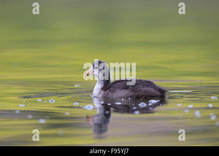 American folaga (fulica americana), i capretti di Kamloops, British Columbia Foto Stock