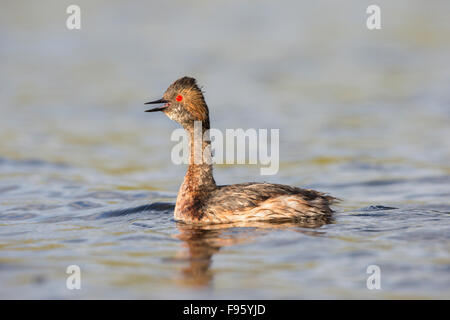 Eared grebe (Podiceps nigricollis), in allevamento piumaggio, chiamando, vicino Lago Tunkwa, British Columbia. Foto Stock