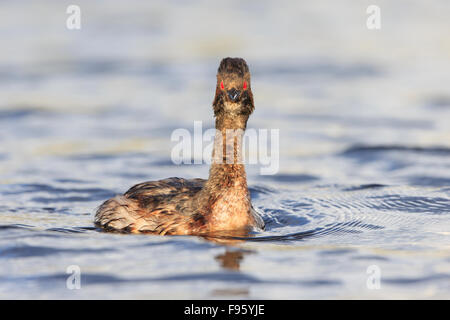 Eared grebe (Podiceps nigricollis), in allevamento piumaggio, vicino Lago Tunkwa, British Columbia. Foto Stock