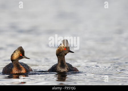 Eared grebe (Podiceps nigricollis), in allevamento piumaggio, vicino Lago Tunkwa, British Columbia. Foto Stock