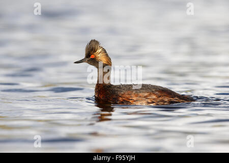 Eared grebe (Podiceps nigricollis), in allevamento piumaggio, vicino Lago Tunkwa, British Columbia. Foto Stock