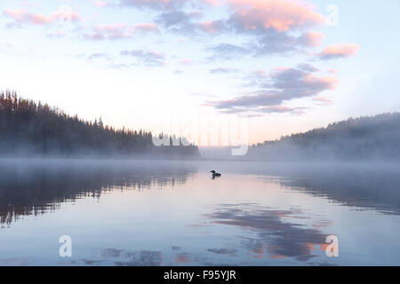 Loon comune (Gavia immer), nella nebbia di sunrise, Lac Le Jeune, British Columbia. Foto Stock