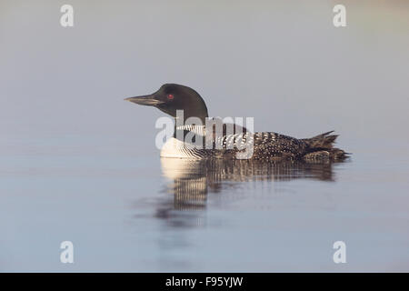 Loon comune (Gavia immer), Adulto con ceci su retro, Lac Le Jeune, British Columbia. Foto Stock