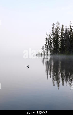 Loon comune (Gavia immer), su foschia mattutina, Lac Le Jeune, British Columbia. Foto Stock