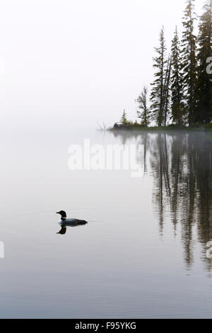 Loon comune (Gavia immer) su foschia mattutina, Lac Le Jeune, British Columbia. Foto Stock