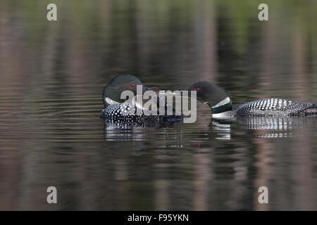 Loon comune (Gavia immer), Adulto alimentazione dragonfly naiad (O. Odonati) di chick cavalcando l'altro adulto schiena, Lac Le Jeune, Foto Stock