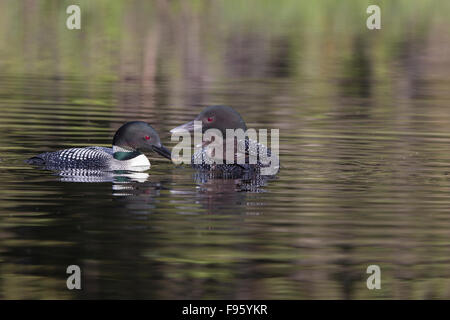 Loon comune (Gavia immer), Adulto alimentazione dragonfly naiad (O. Odonati) di chick cavalcando l'altro adulto schiena, Lac Le Jeune, Foto Stock