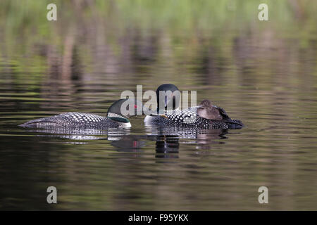Loon comune (Gavia immer), Adulto alimentazione dragonfly naiad (O. Odonati) di chick cavalcando l'altro adulto schiena, Lac Le Jeune, Foto Stock