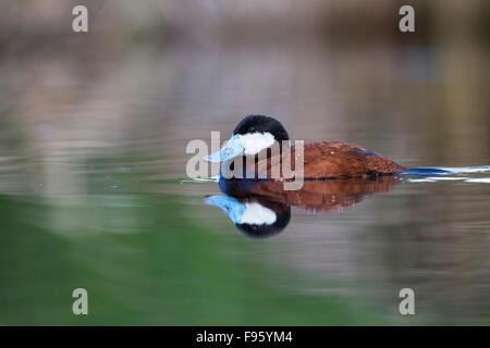 Ruddy duck (Oxyura jamaicensis), maschio, Kamloops, British Columbia. Foto Stock