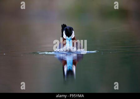 Ruddy duck (Oxyura jamaicensis), maschio gorgogliamento di corteggiamento, Kamloops, British Columbia. Foto Stock