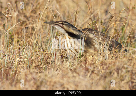 American Tarabuso (Botaurus lentiginosus) sulla tundra vicino a Churchill, Manitoba, Canada. Foto Stock