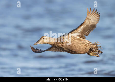 Eider comune (Somateria mollissima) volare al di sopra della Baia di Hudson in Churchill, Manitoba Canada. Foto Stock