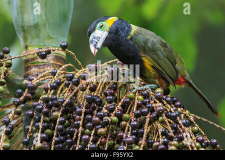 Spotbilled Toucanet (Selenidera maculirostris) alimentazione su frutti di palma nella foresta pluviale atlantica del sud-est del Brasile. Foto Stock