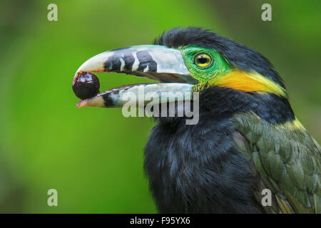 Spotbilled Toucanet (Selenidera maculirostris) alimentazione su frutti di palma nella foresta pluviale atlantica del sud-est del Brasile. Foto Stock