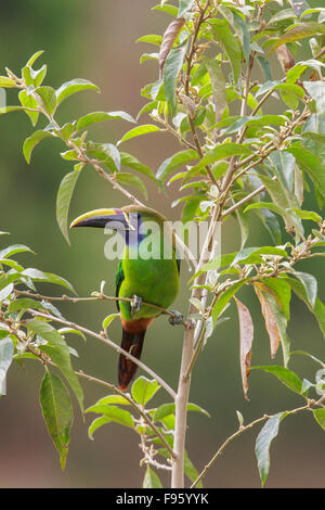 Toucanet smeraldo (Aulacorhynchus prasinus) appollaiato su un ramo in Costa Rica. Foto Stock