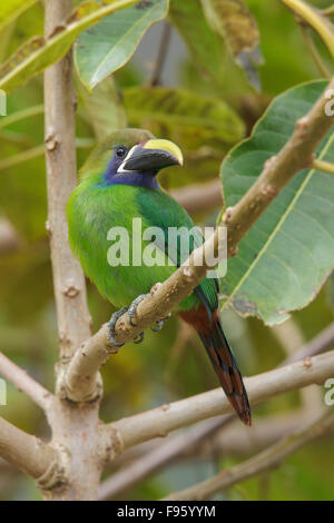 Toucanet smeraldo (Aulacorhynchus prasinus) appollaiato su un ramo in Costa Rica. Foto Stock