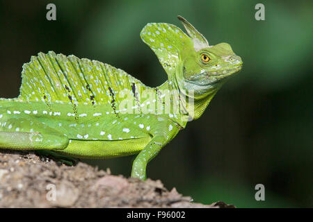 Lucertola Basalisk appollaiato su un ramo in Costa Rica. Foto Stock