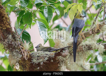 Longtailed setosa Flycatcher (Ptilogonys caudatus) appollaiato su un ramo presso il suo nido in Costa Rica. Foto Stock