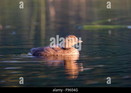 Loon comune (Gavia immer), pulcino, Lac Le Jeune, British Columbia. Foto Stock