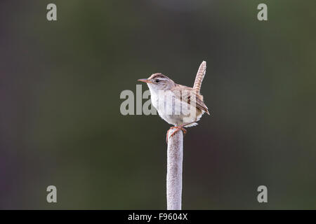 Marsh wren (Cistothorus palustris), maschio, su tifa (Typha sp.), LAC Le Jeune, British Columbia. Foto Stock