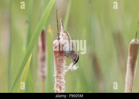 Marsh wren (Cistothorus palustris), la raccolta di materiale di nidificazione da tifa (Typha sp.), LAC Le Jeune, British Columbia. Foto Stock