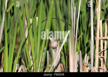 Marsh wren (Cistothorus palustris), neonata tra cattails (Typha sp.), LAC Le Jeune, British Columbia. Foto Stock