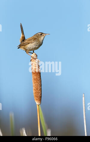 Marsh wren (Cistothorus palustris), maschio, su tifa (Typha sp.), LAC Le Jeune, British Columbia. Foto Stock