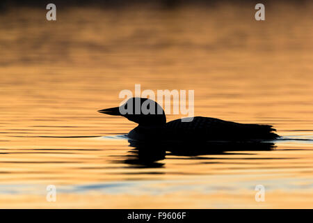 Loon comune (Gavia immer), Adulto presso sunrise, Lac Le Jeune, British Columbia. Foto Stock