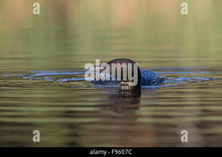 Loon comune (Gavia immer), piscina adulti bassa nell'acqua, Lac Le Jeune, British Columbia. Foto Stock