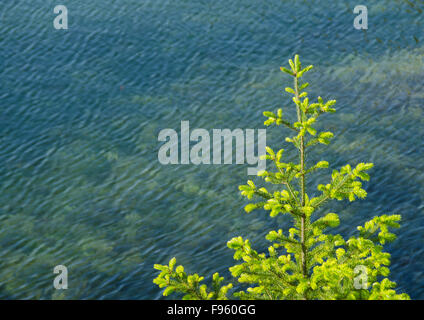 I giovani di abete Douglas, Pseudotsuga menziesii, sulla riva del mare, British Columbia, Canada Foto Stock