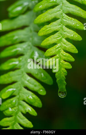Polypodium glycyrrhiza, comunemente noto come liquirizia fern con gocce di pioggia, British Columbia, Canada Foto Stock