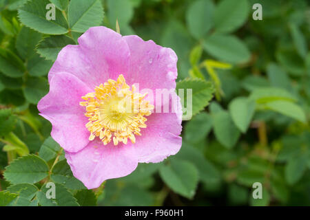 Rosa selvatica o il fico d'India, rose rosa acicularis, British Columbia, Canada Foto Stock