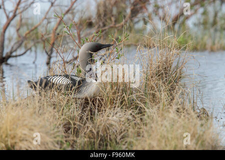 Pacific Loon (Gavia pacifica) su un nido di Churchill, Manitoba, Canada. Foto Stock