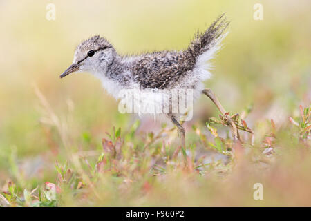 Spotted sandpiper (Actitis macularius), pulcino, ThompsonNicola regione, British Columbia. Foto Stock