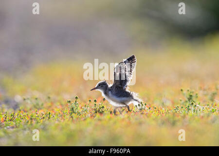 Spotted sandpiper (Actitis macularius), pulcino, ala stretch, ThompsonNicola regione, British Columbia. Foto Stock