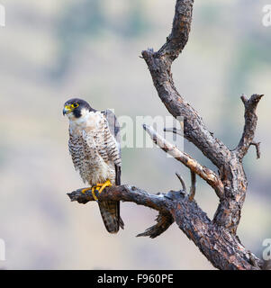 Falco pellegrino (Falco peregrinus), regione ThompsonNicola, British Columbia. Foto Stock