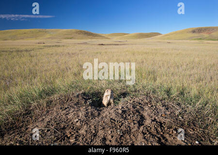 Blacktailed prairie dog (Cynomys ludovicianus), in burrow, praterie National Park, Saskatchewan. Foto Stock