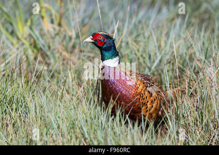 Ringnecked Fagiano (Phasianus colchicus), maschio, praterie National Park, Saskatchewan. Foto Stock