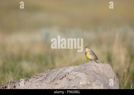 Western meadowlark (Sturnella neglecta), adulto in livrea invernale, praterie National Park, Saskatchewan. Foto Stock